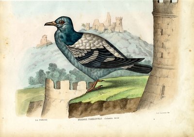 Piccione selvatico, 1863-79 da Raimundo Petraroja